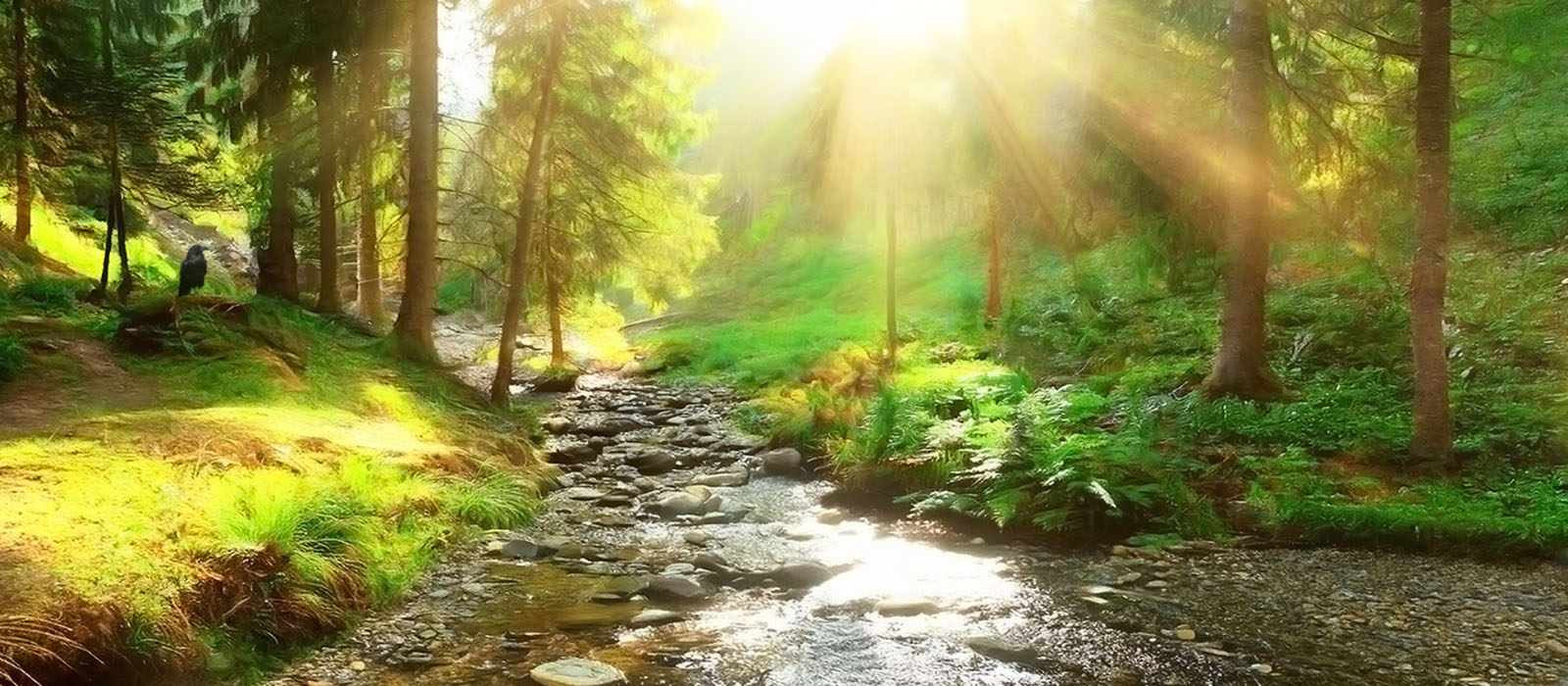 Peaceful forest with brook
