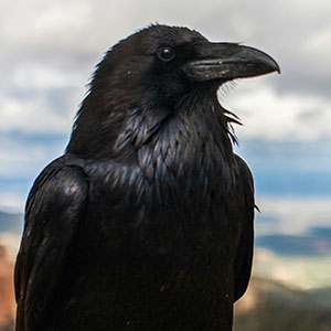 Raven